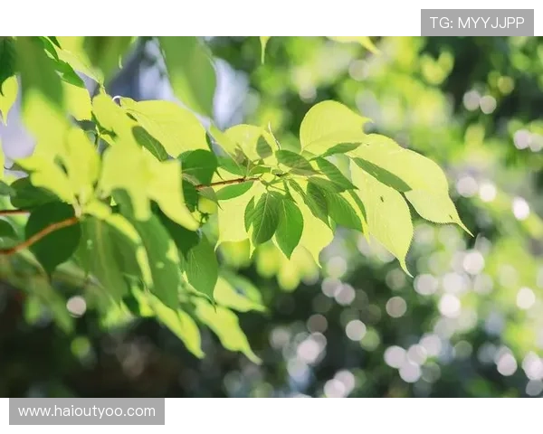 低调看直播：安静享受，远离喧嚣的视听时光